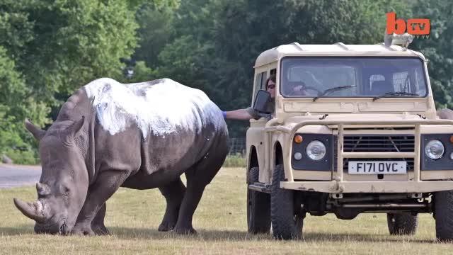 white-rhino-herd-having-sun-tan-lotion-applied