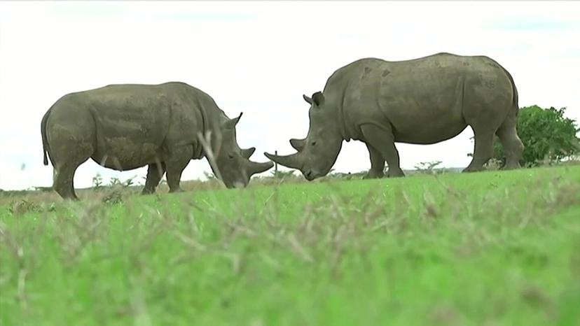 one-of-the-two-last-white-rhinos-pulled-from-breeding